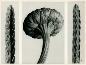 Cassiope Tetragona, 1929 - Karl Blossfeldt